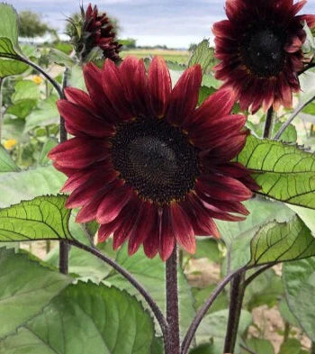 ProCut Red F1 Sunflower Seeds online shopping