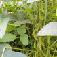 Kuroshinju Soybean Seeds online shopping