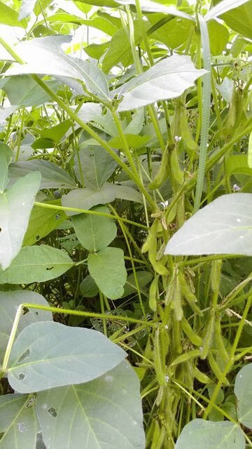 Kuroshinju Soybean Seeds online shopping