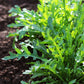 Bellezia Arugula Seeds online shopping
