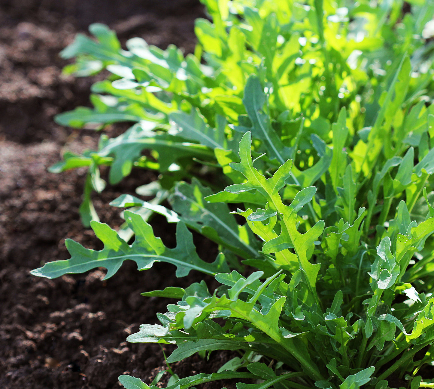 Bellezia Arugula Seeds online shopping