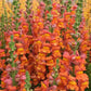 Potomac Dark Orange F1 Snapdragon Seeds online shopping