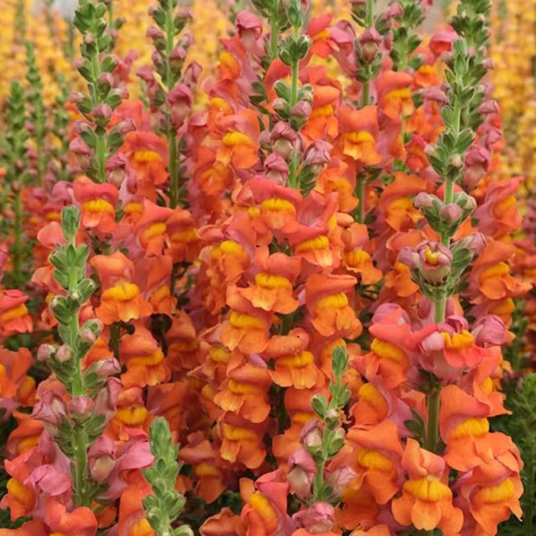 Potomac Dark Orange F1 Snapdragon Seeds online shopping