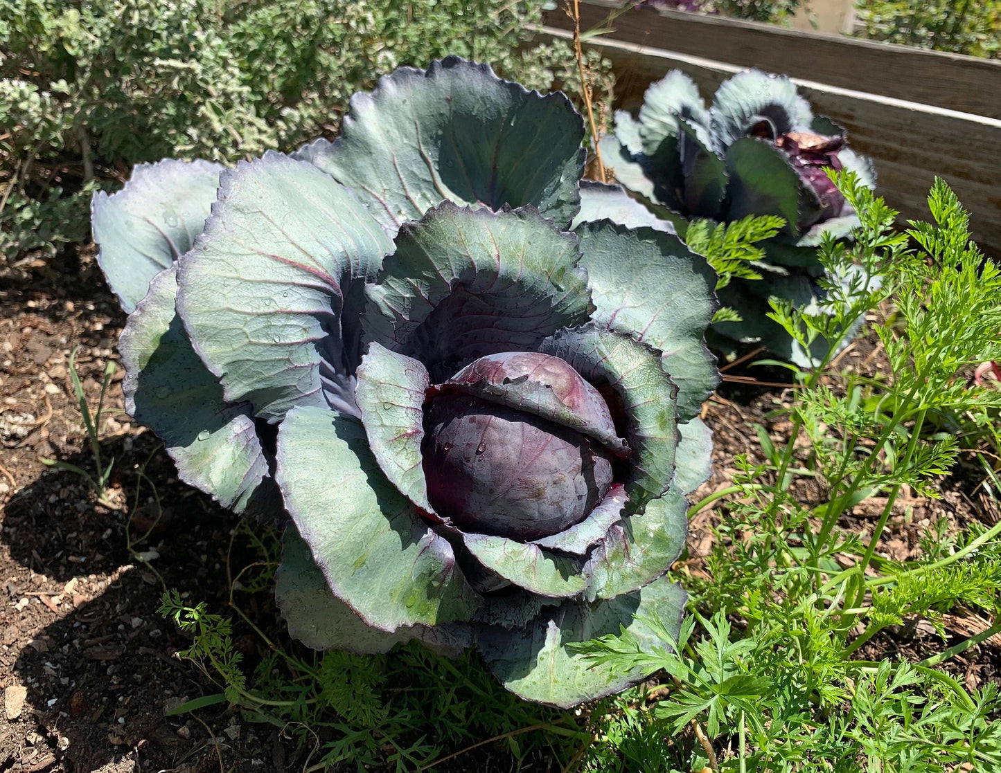 Red Acre Cabbage