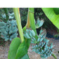 Banana Plant - Bananier