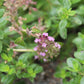 Thyme - Thym