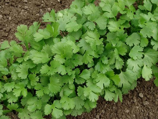 Cilantro - Coriandre