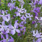 Evening Scented Stock Seeds online shopping