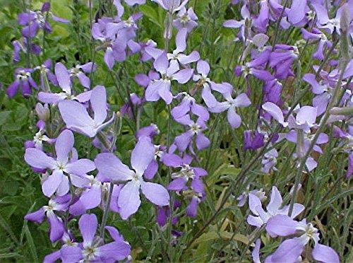 Evening Scented Stock Seeds online shopping