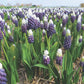 Grape Ice Muscari Bulbs