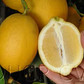 Prior Lisbon Lemon Budwood citrus plant material online shopping