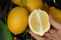 Prior Lisbon Lemon Budwood citrus plant material online shopping