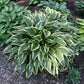 Exotic Presentation Hosta Plants online shopping