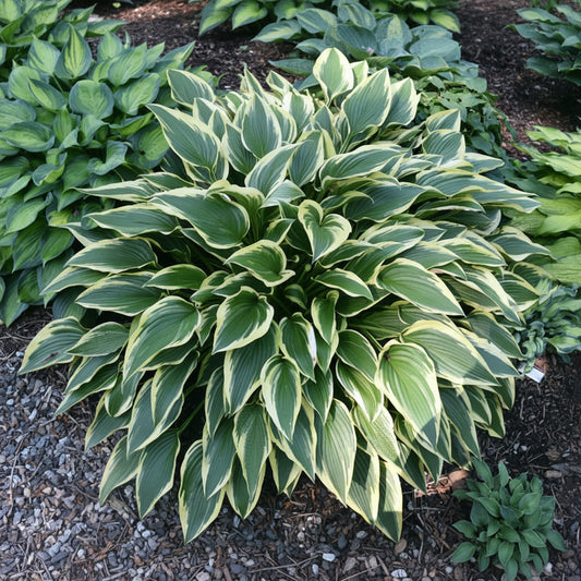 Exotic Presentation Hosta Plants online shopping