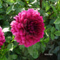 Voodoo Dahlia Plants online shopping