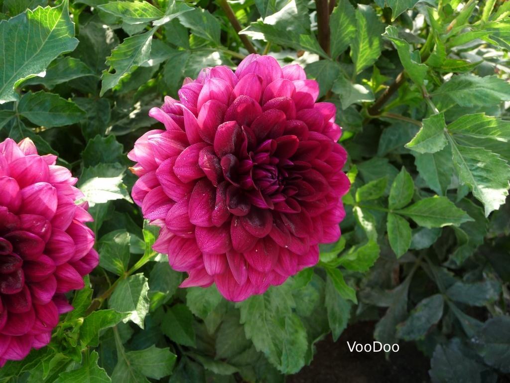 Voodoo Dahlia Plants online shopping