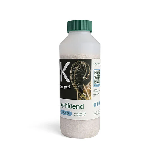 Aphidend Predatory Gall Midge