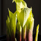 Designer Genes Hosta Plants online shopping