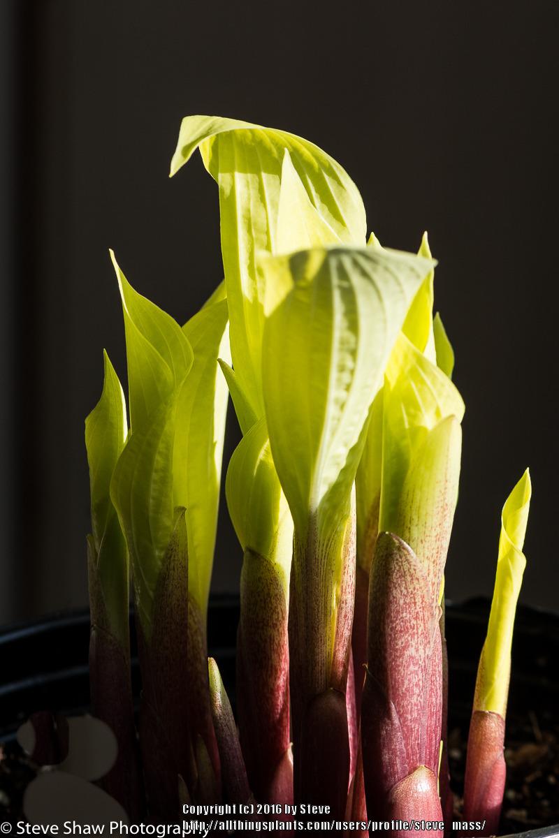 Designer Genes Hosta Plants online shopping