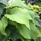 Valley’s Himitsu Hosta Plants online shopping