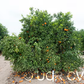 Kiyomi Tangor Mandarin Budwood citrus plant material online shopping