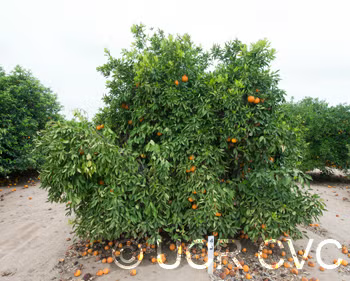 Kiyomi Tangor Mandarin Budwood citrus plant material online shopping