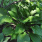 Puddles And Bumps Hosta Plants online shopping