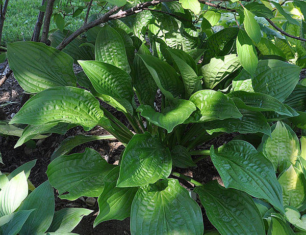 Puddles And Bumps Hosta Plants online shopping