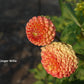 Ginger Willo Dahlia