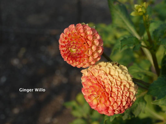 Ginger Willo Dahlia