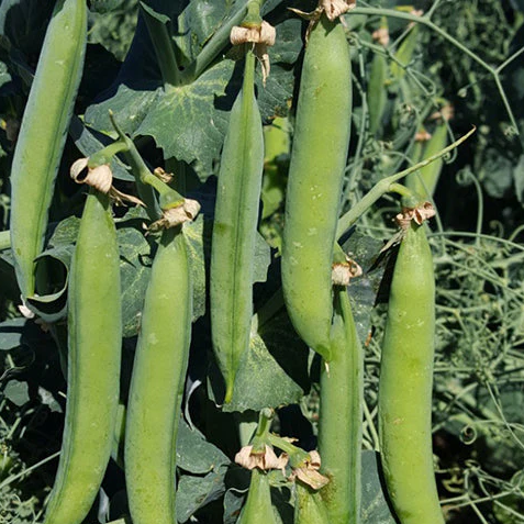 PLS 595 Organic Shelling Pea