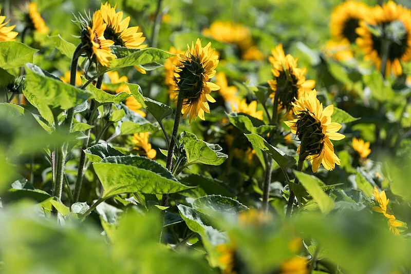 Natupol Booster Bumblebee Field Natural Pollinator