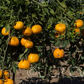 Ueno Satsuma Mandarin Budwood citrus plant material online shopping