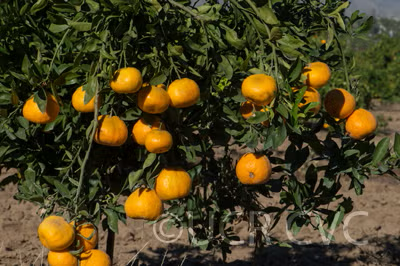 Ueno Satsuma Mandarin Budwood citrus plant material online shopping