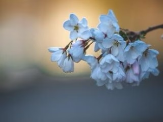 Black Pearl® Sweet Cherry