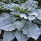 Sterling Medallion Hosta Plants online shopping