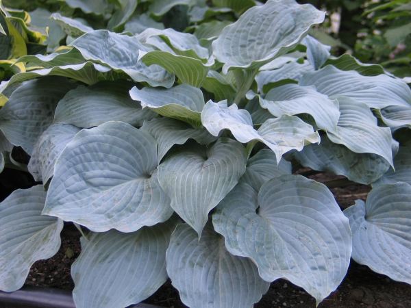Sterling Medallion Hosta Plants online shopping