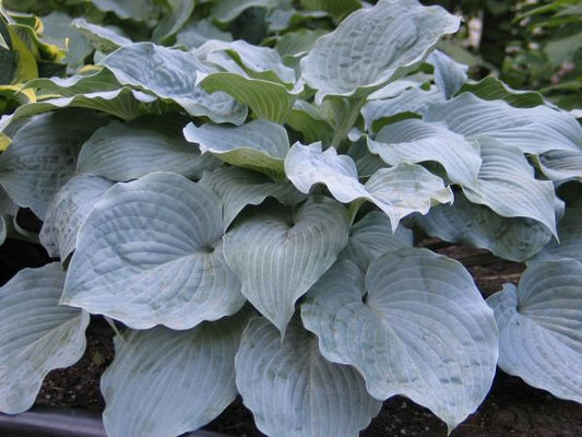 Sterling Medallion Hosta Plants online shopping