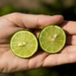 Mexican Thornless Lime Plant citrus plant material online shopping