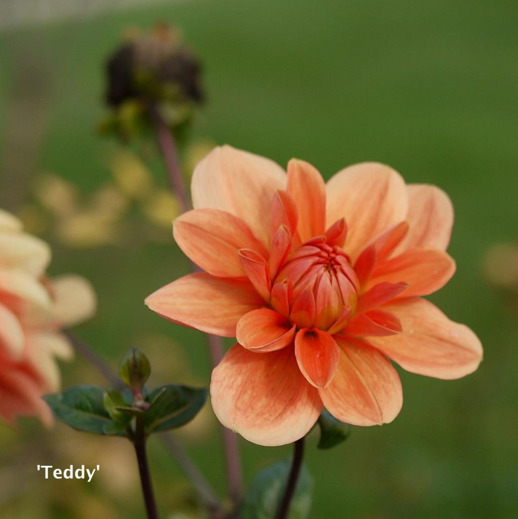 Teddy Dahlia
