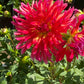 Dragonberry Dahlia Plants online shopping