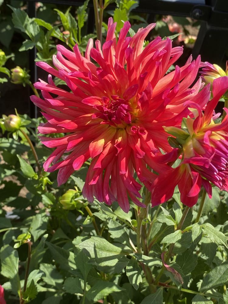 Dragonberry Dahlia Plants online shopping