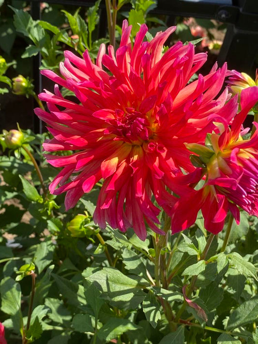 Dragonberry Dahlia