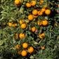 Marr's Early Sweet Orange Budwood citrus plant material online shopping