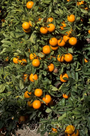 Marr's Early Sweet Orange Budwood citrus plant material online shopping