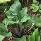 Night Flight Hosta Plants online shopping