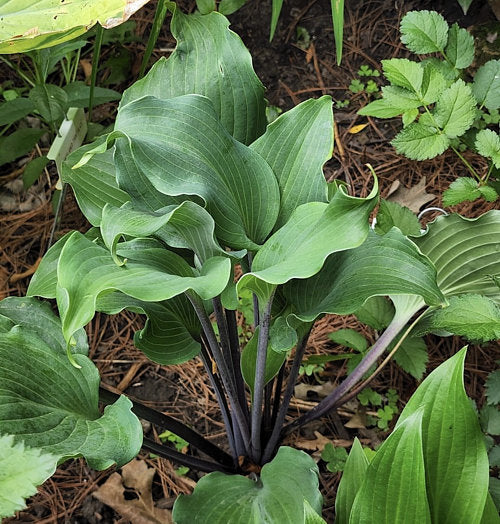 Night Flight Hosta Plants online shopping