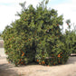 Cutter Nucellar Valencia Orange Budwood citrus plant material online shopping