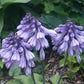 Lakeside Neat Petite Hosta Plants online shopping