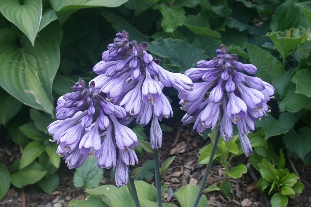 Lakeside Neat Petite Hosta Plants online shopping